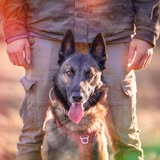 Dog Motion