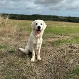 Waffle | Golden retriever