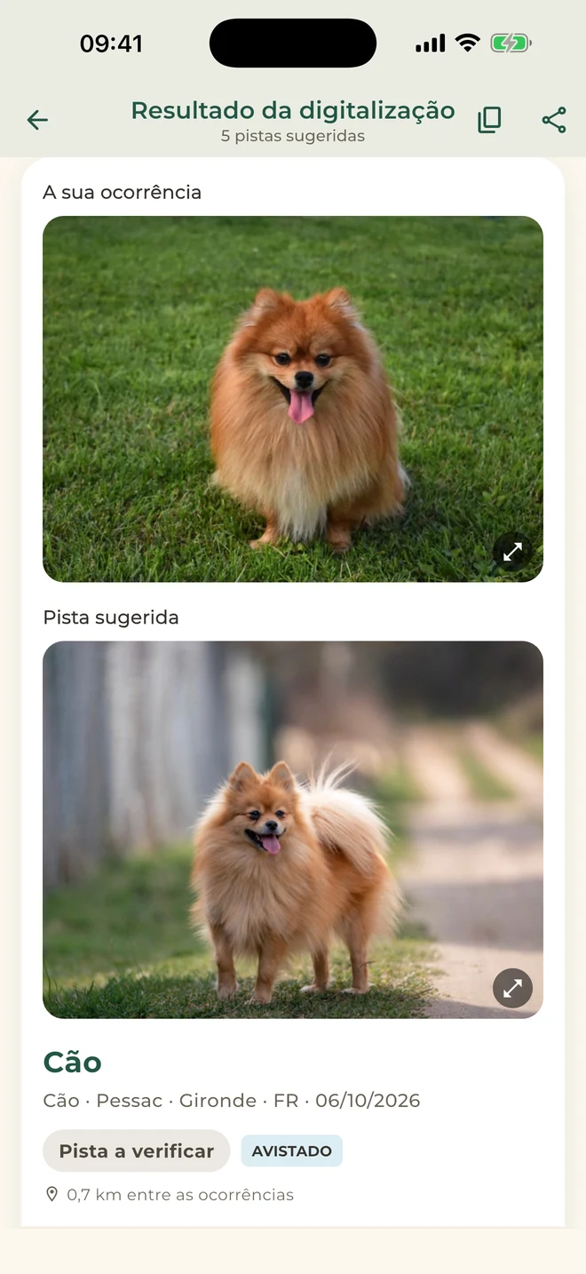 Pet Match: pistas a verificar
